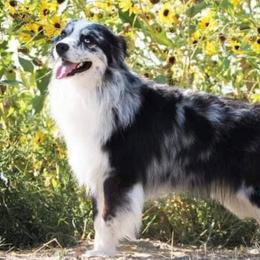 Remi - Australian Shepherd