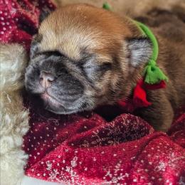 Noel - Fawn female French Bulldog puppy in Delafield, Wisconsin from Bishop Bullyz