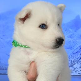 Godzilla - White male Siberian Husky puppy in Miami, Florida from Blue Moon Huskies