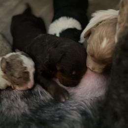 Bernedoodle Puppies from Bernied00dle Love