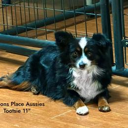 Tootsie - Toy Australian Shepherd