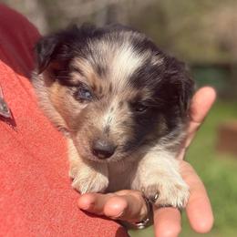 Ace - Blue merle male Border Collie puppy in North Lakeport, California from Wild Rose Ranch