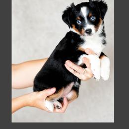 Daisy - Black tri female Miniature Australian Shepherd puppy in Georgetown, Texas from The Darling Pup