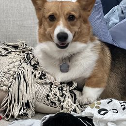 Poppy - Pembroke Welsh Corgi