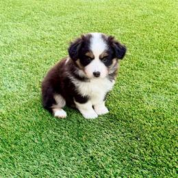 Lizzie - Black tri-color female Australian Shepherd puppy in Vista, California from Cummings Family Aussies