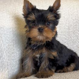 Gregory - Black and gold male Yorkshire Terrier puppy in North Port, Florida from Noble Pets