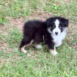 Harry - Black tri male Miniature Australian Shepherd puppy in Patterson, North Carolina from DreamLine Aussies