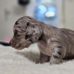 Angel - Dapple female Dachshund puppy in Nine Mile Falls, Washington from River Run Doxies