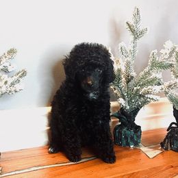 Girl 2 - Black Poodle puppy in White Plains, Kentucky from Puppy Love by Elizabeth