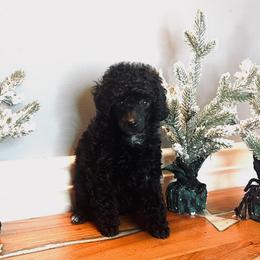 Girl 2 - Black Poodle puppy in White Plains, Kentucky from Puppy Love by Elizabeth