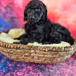 Tempera - Black female Poodle puppy in Mcbain, Michigan from Northern Creek