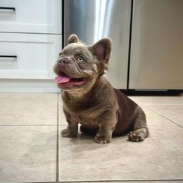 Axel - Tricolors male French Bulldog puppy in San Diego, California from Hlop Frenchies LLC