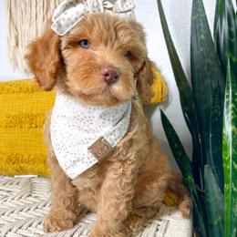 Australian Labradoodle Puppies from Pixie Doodle Paws