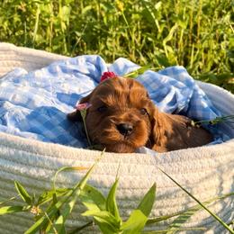 Little Poppy - Red female Cavapoo puppy in Knoxville, Tennessee from Dukes Forever Doodles