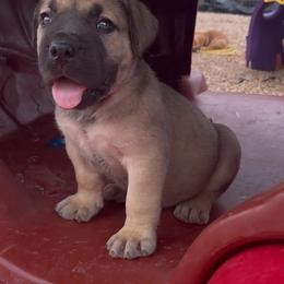 Gray collar- Cookie Monster - Fawn male Boerboel puppy in Magnolia, Texas from Peterbuilt Boerboel