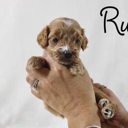 Rum - Apricot male Goldendoodle puppy in Casa Grande, Arizona from AzDoodle Dandies