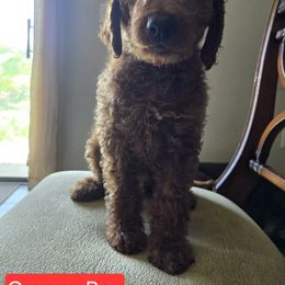 Goldendoodle Puppies from Miriam Williams