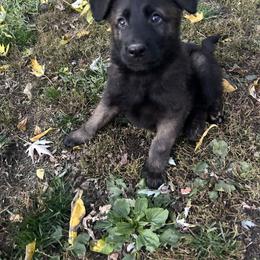 German Shepherd Puppies from Scenic City Shepherds