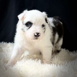 YETI - Blue merle male Miniature Australian Shepherd puppy in Bartow, Florida from Peace Creek Aussies