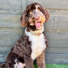 Paddington - Goldendoodle