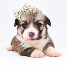 Piper - Sable female Pembroke Welsh Corgi puppy in San Antonio, Texas from Moxxi's Legacy Corgis