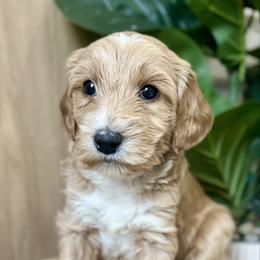 Oakly - Parti male Goldendoodle puppy in S AI Nt John, Indiana from Lulu's Goldendoodles