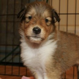 Collies from Blausertown Collies