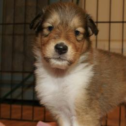 Collies from Blausertown Collies