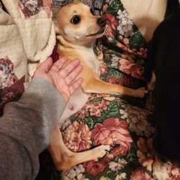 Mini - Chihuahua