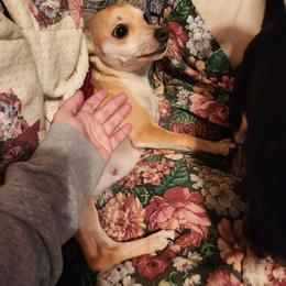 Mini - Chihuahua
