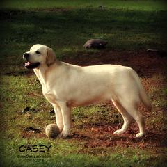 Labrador Retrievers from EverOak Labradors