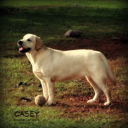 Labrador Retrievers from EverOak Labradors