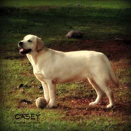 Labrador Retrievers from EverOak Labradors