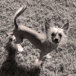 Chinese Cresteds from Whatadog Chinese Crested
