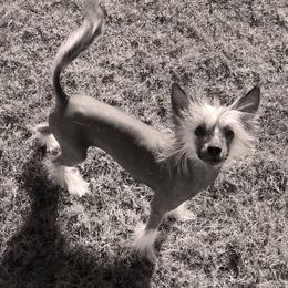Chinese Cresteds from Whatadog Chinese Crested