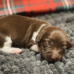Snowflake - Piebald female Dachshund puppy in Portsmouth, Ohio from Tygart Creek Dachshunds