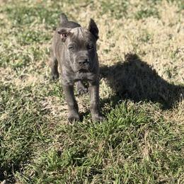 Torvi - Gray brindle female Cane Corso puppy in Briggs, Texas from Capital City Corso’s