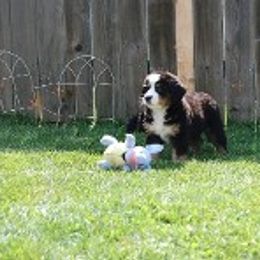Bernese Mountain Dog Puppies from Diana Wilson