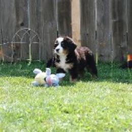 Bernese Mountain Dog Puppies from Diana Wilson