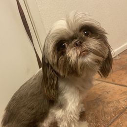Mula - Shih Tzu