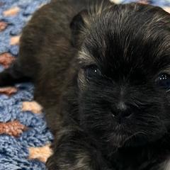 Girl 1 - Mi-Ki puppy from By Design Mi-Ki’s