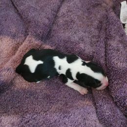 Girl aka lime collar - Tri-color female Cavalier King Charles Spaniel puppy in Albany, Oregon from Hit Parade Cavaliers