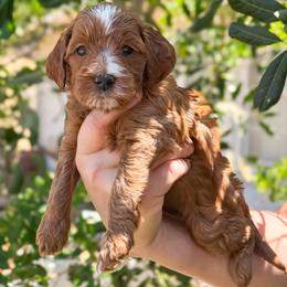 Scallop - Red  female Goldendoodle puppy in Garden Grove, California from Sunkissed Doodles