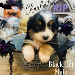 Australian Shepherd Puppies from Far West Aussies