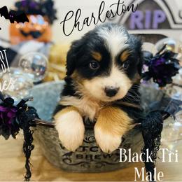 Australian Shepherd Puppies from Far West Aussies