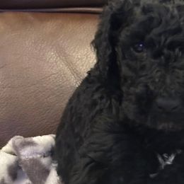 Poodles from Pine Street Poodles