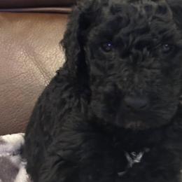 Poodles from Pine Street Poodles