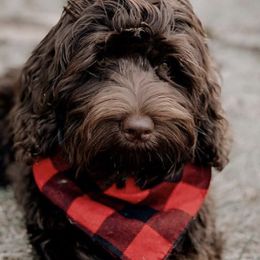Australian Labradoodles from Chestnut Hill Australian Labradoodles