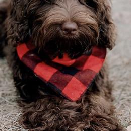 Australian Labradoodles from Chestnut Hill Australian Labradoodles