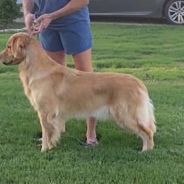 Olive - Golden Retriever